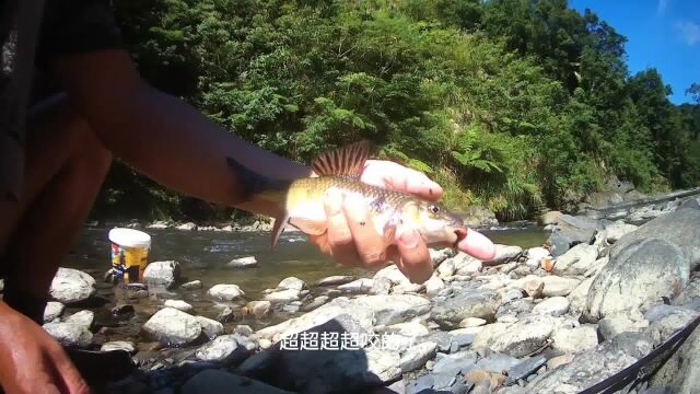 家乡小溪垂钓野生溪石斑