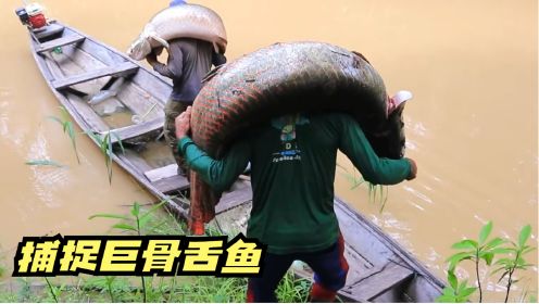 亚马逊渔民扛着上百斤巨骨舌鱼行走在热带雨林里，这只是当地渔民的日常操作