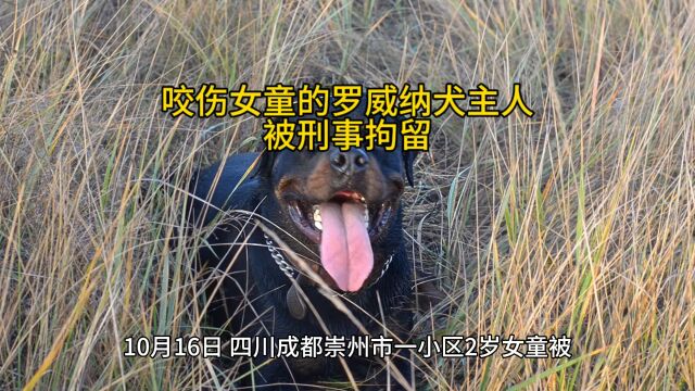 咬伤女童的罗威纳犬主人被刑事拘留