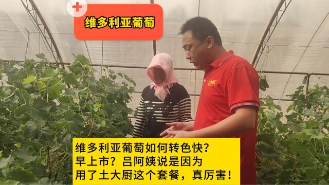 葡萄种植—维多利亚葡萄如何转色快?早上市?宁夏吕阿姨用土大厨功效水溶肥;粉剂高钾水溶肥+免疫提质肥+菌剂;上色快,果大,上市早!