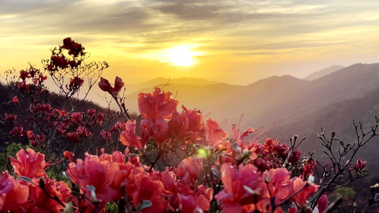 康"氧"福地 和美双牌丨阳明山:绝美花海日出 带您追寻日出东方的美丽