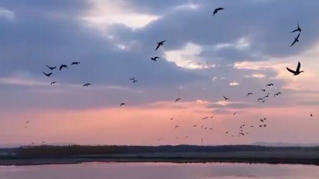 黑龙江千鸟湖湿地迎来大批迁徙候鸟休息觅食