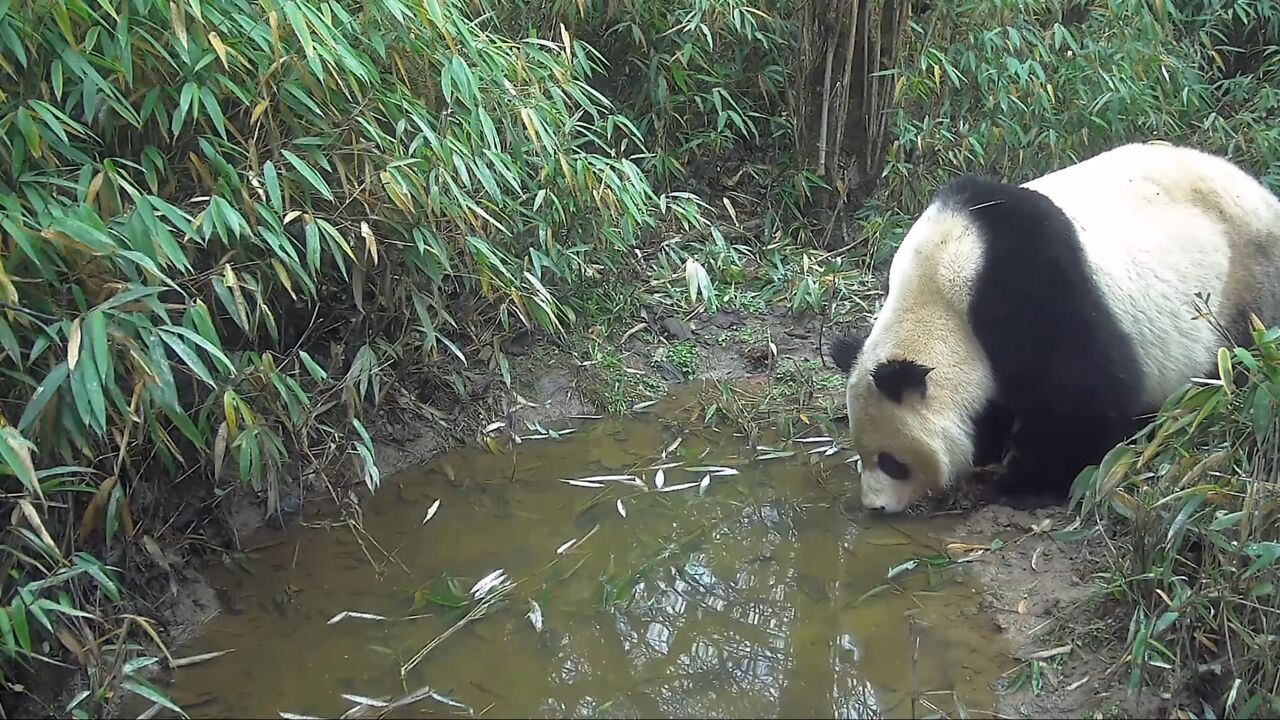 成都大邑:野生大熊猫频频现身饮水