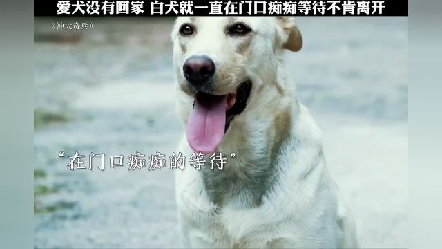 爱犬没有回家,白犬就在门口一直傻傻等待不肯离开