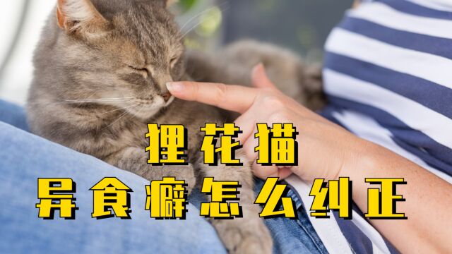 狸花猫异食癖怎么纠正?4招教你解决!