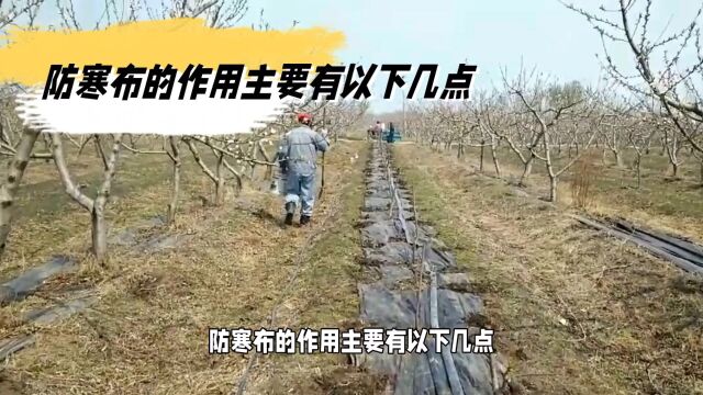 绿化植物防寒袋、防寒布的作用