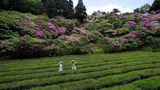 千年杜鹃花 天台华顶国家森林公园 #高山杜鹃 #杜鹃花 #百里杜鹃