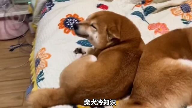 柴田犬的冷知识