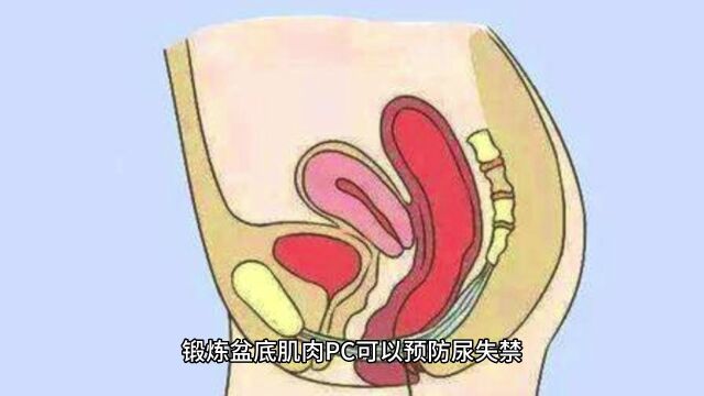 丁丁如何保养