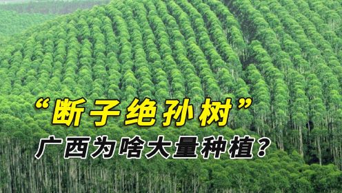 桉树为啥被称为断子绝孙树？既然多国禁种，广西为啥还大量种植？