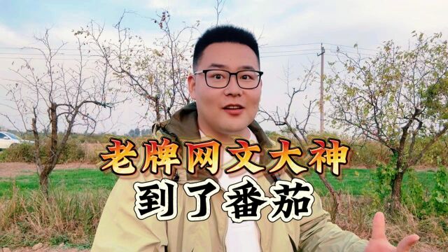 老牌网文大神到了番茄,混的到底怎么样?