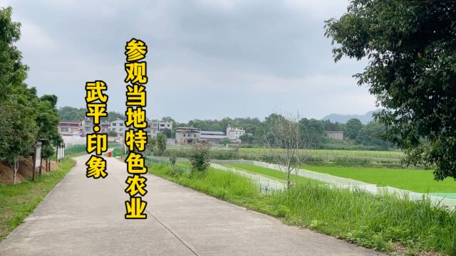 参观武平当地特色农产品种植基地