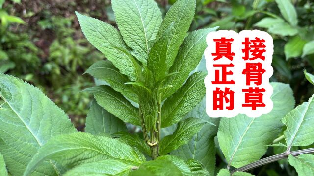 农村少见的八棱麻,也称“断骨克星”,它的价值您知道吗?