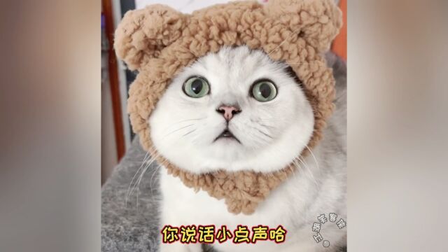 会说话的猫咪