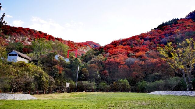 山城秋色—博山红叶柿岩