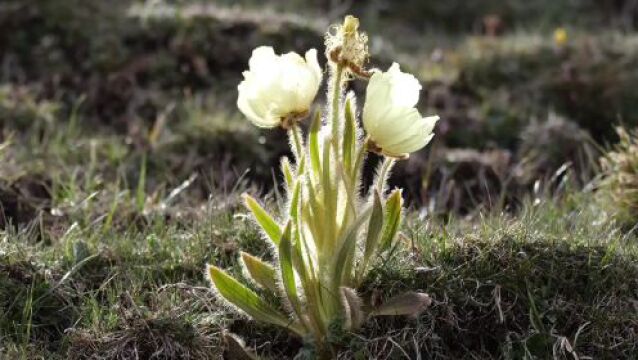 《青海植物名录(2022版)》正式发布