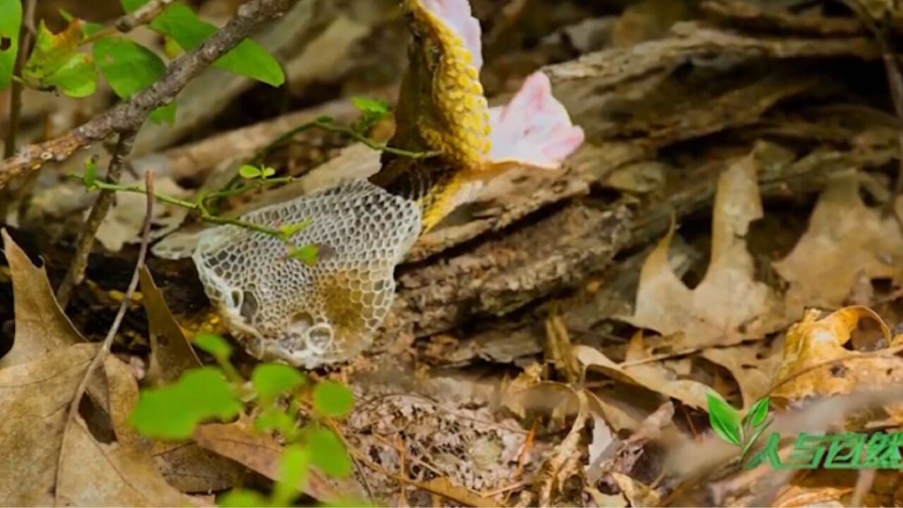 胆小慎点!近距离实拍响尾蛇蜕皮全过程,难得一见