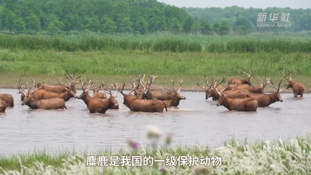 走近国家保护动物麋鹿、江豚 长江生态保护见成效