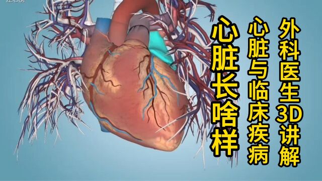 冠心病、心梗发生在心脏,心脏长啥样?外科医生通过3D解剖讲解