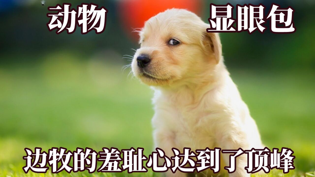 每个物种都有自己的显眼包!猴子被强吻表情像人类,边牧的羞耻心