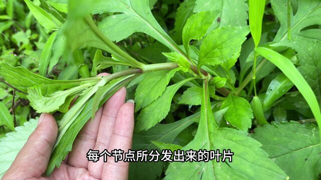 农村大名鼎鼎的“败酱草”,原来它的价值那么珍贵,知道的人不多