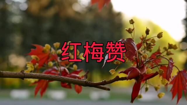 《红梅赞》演唱:罗娇