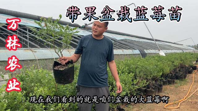 盆栽带果蓝莓树苗来了,一颗大树结果半斤都一斤左右、果实口感好