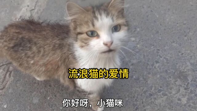 流浪猫的爱情让我落泪