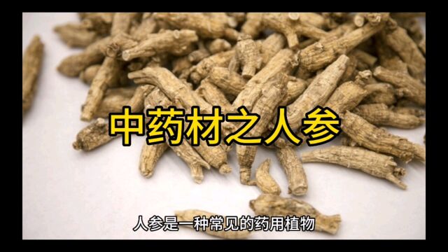 025中药材知识分享之人参