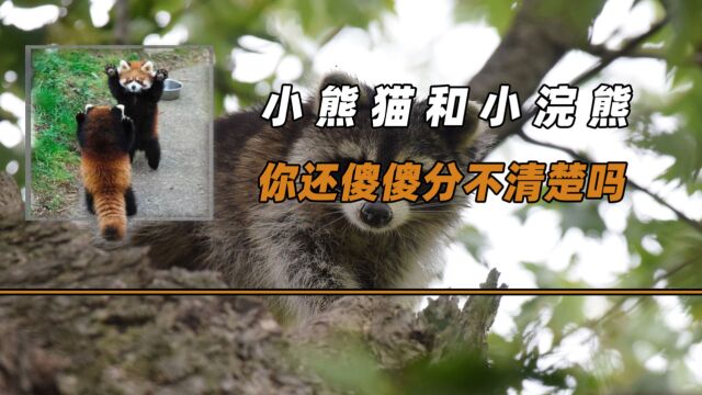 小熊猫和小浣熊,你还傻傻分不清楚吗?小熊猫为何叫“熊猫”?