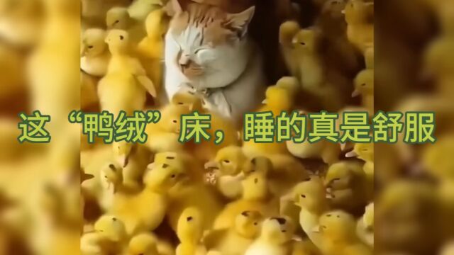 这是猫?