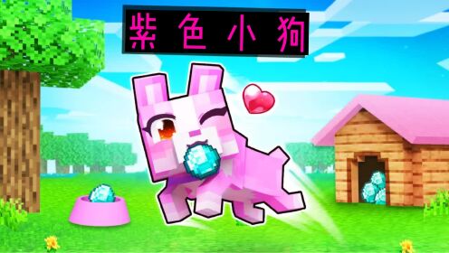 我的世界：小米蕉变身紫色狗惩罚对她恶作剧的人，他们会发现吗？_高清
