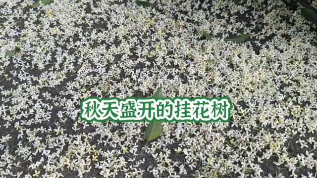 秋天盛开的桂花树