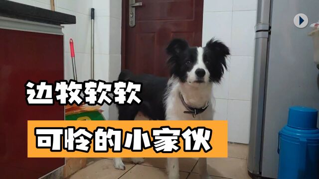 边境牧羊犬