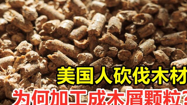 美国人砍伐木材,为何加工成木屑颗粒?它到底有什么用处?