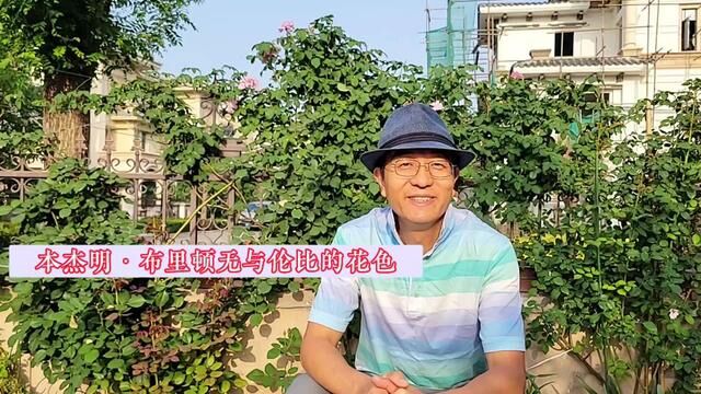 本杰明布里顿,无与伦比的花色#月季#奥斯汀月季#园艺#橘子陈