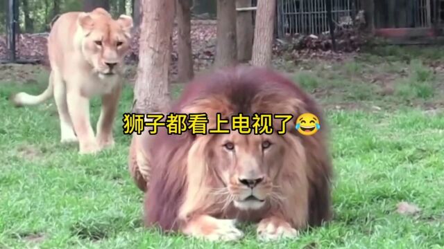 雄狮看电影