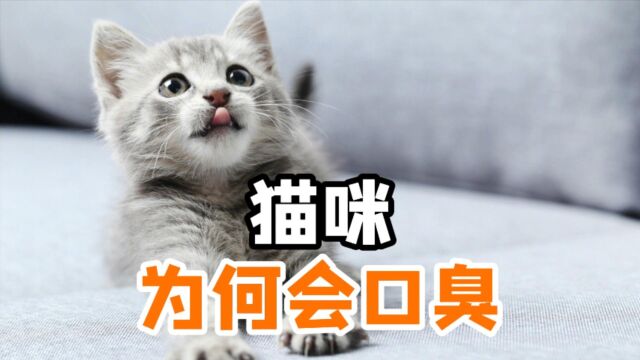 猫咪口臭是怎么回事?找到原因对症下药