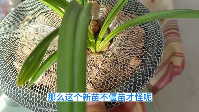 兰花新苗僵芽基本上都是这五个错误动作造成的