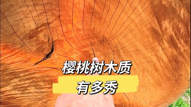 樱桃树木质有多秀?它是高档木材,第一视觉走进樱桃树开料现场