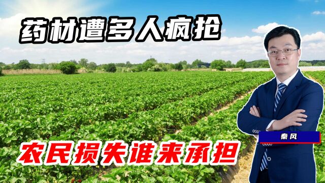 药材临近收割,却遭500多人疯抢,官方回应已经追回大部分