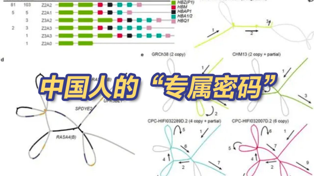 历史性!中国首绘中国人泛基因组参考图谱
