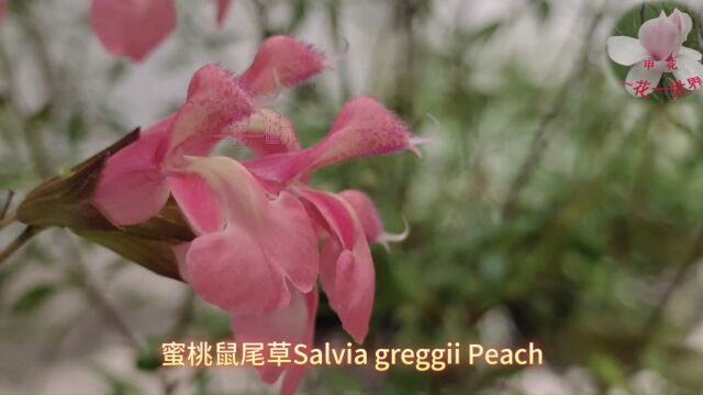 蜜桃鼠尾草Salvia greggii Peach