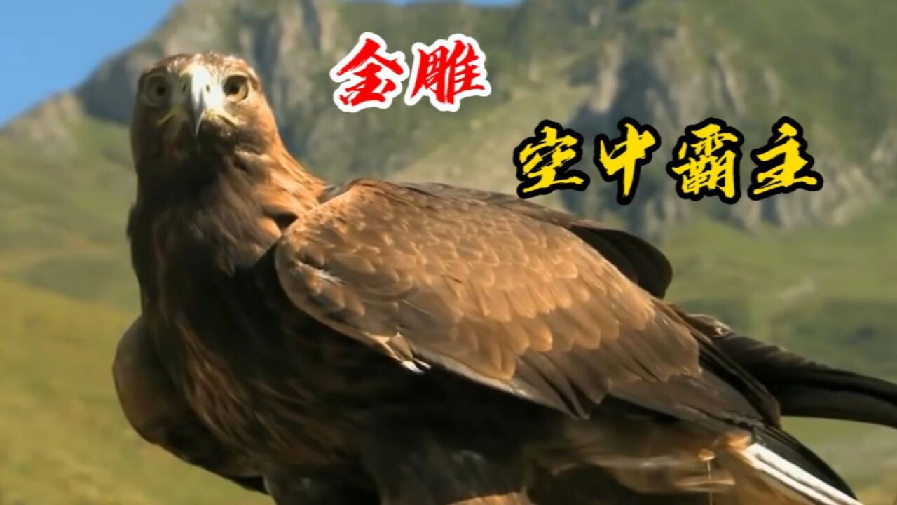 世界上最大的老鹰,空中霸主之称的金雕,还是高超捕猎者