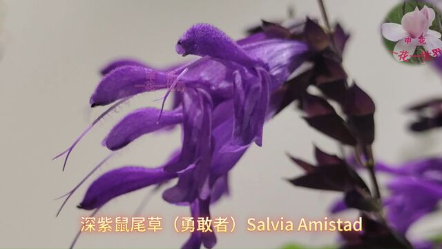 深紫鼠尾草(勇敢者)Salvia Amistad