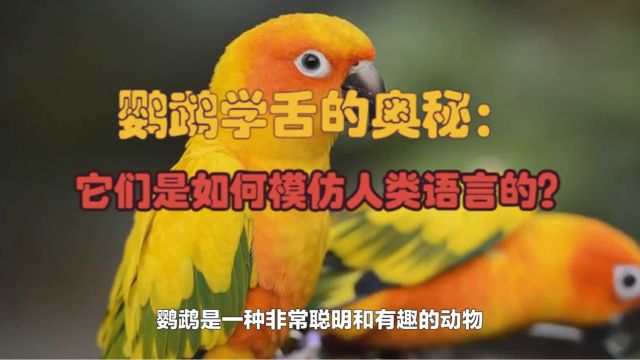 鹦鹉学舌的奥秘:它们是如何模仿人类语言的?