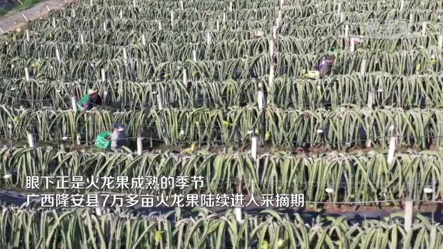 广西隆安:7万多亩火龙果成熟 将陆续上市