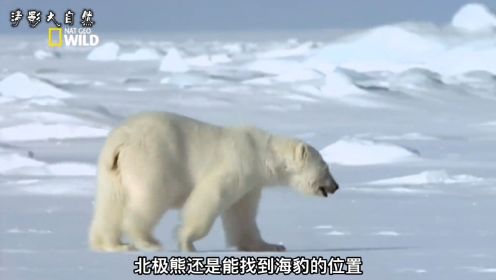 北极熊宝宝连饿三天，北极熊妈妈着急捕猎