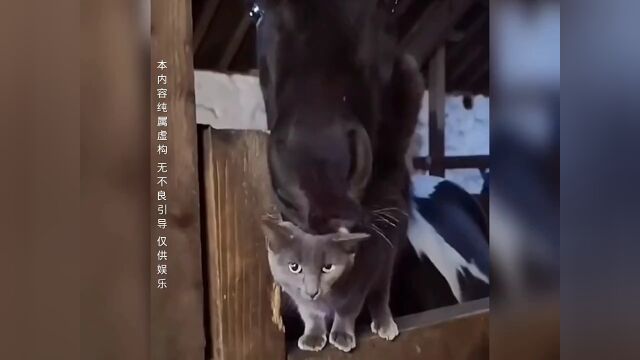 哥和猫妹