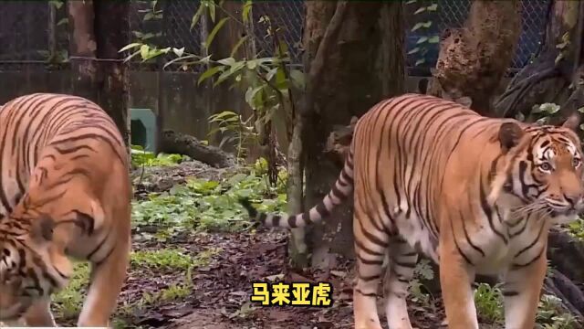 马来虎:以其独特的美丽花纹和强大的狩猎能力而闻名,具有敏锐的感官器官和出色的狩猎技巧